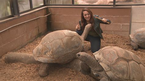Zoo Atlanta Offers Wild Encounters With Animals