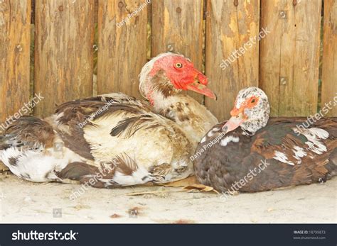 Close Hybrid Turkey Duck Stock Photo 18799873 Shutterstock