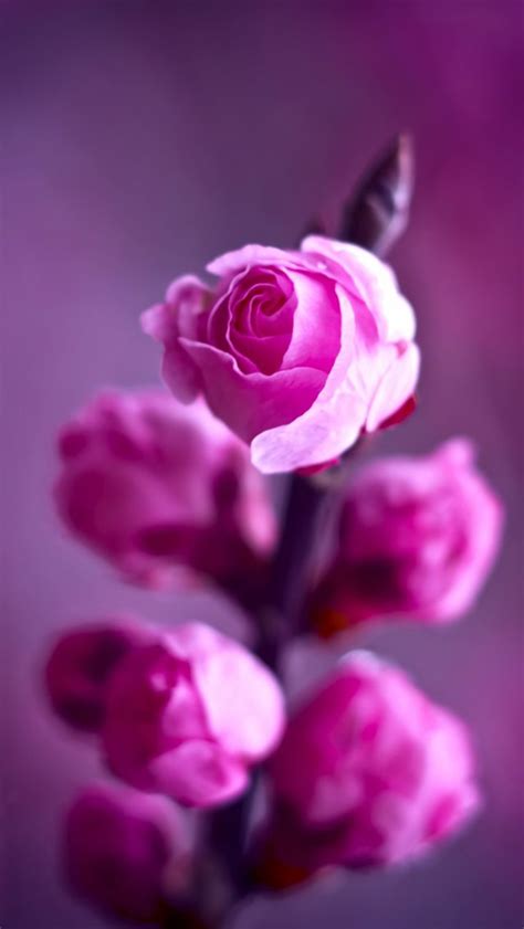 Pink Roses Branch Iphone 5s Wallpaper Iphone 5s