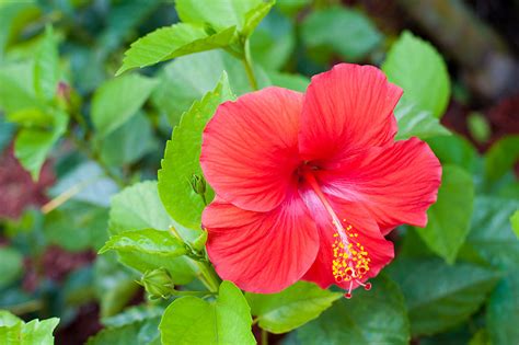 Did you know that flowers have meanings associated with them? Trauma Recovery Treatment - Behavioral Health Of The Palm ...
