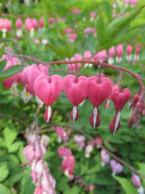 Check spelling or type a new query. Perennial Plants For Winter & Spring - Perennial Flowers ...