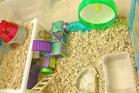 Pin By Tammi Sheridan On Hamster Cage In 2021 Hamster Cage Hamster