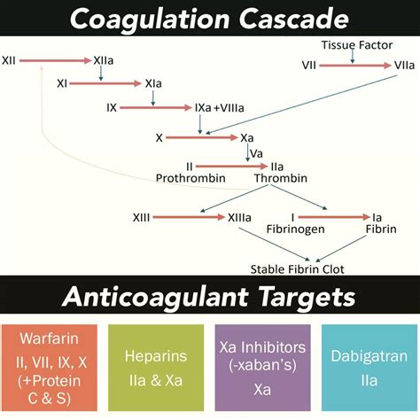 Coagulation Cascade Anticoagulant Targets Heres Grepmed