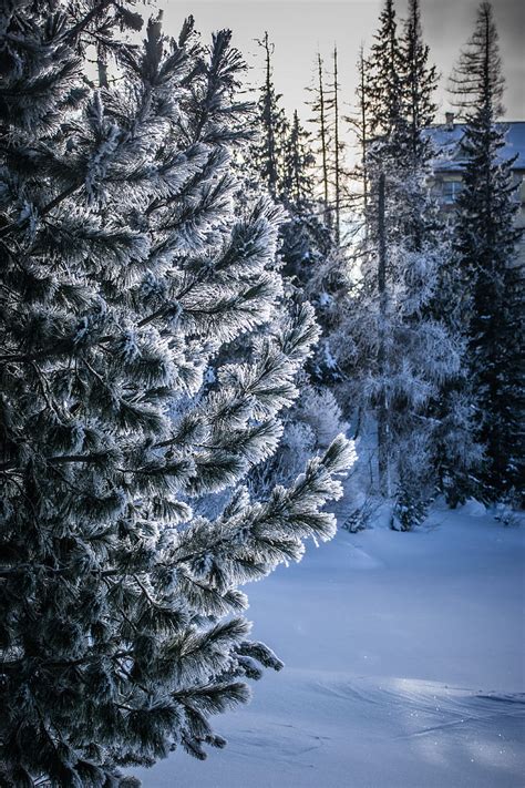 Winter Snow Tree Snowy Frost Frosty Hd Phone Wallpaper Peakpx