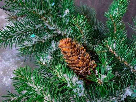 Winter Snowy Pine Tree Christmas Scene Fir Branch With Pine Cone On