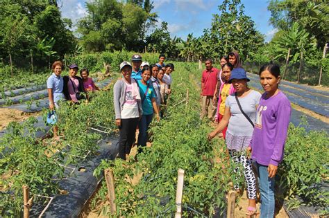 Farmers In Iloilo Establish Vegetable Demo Farms For Learning And