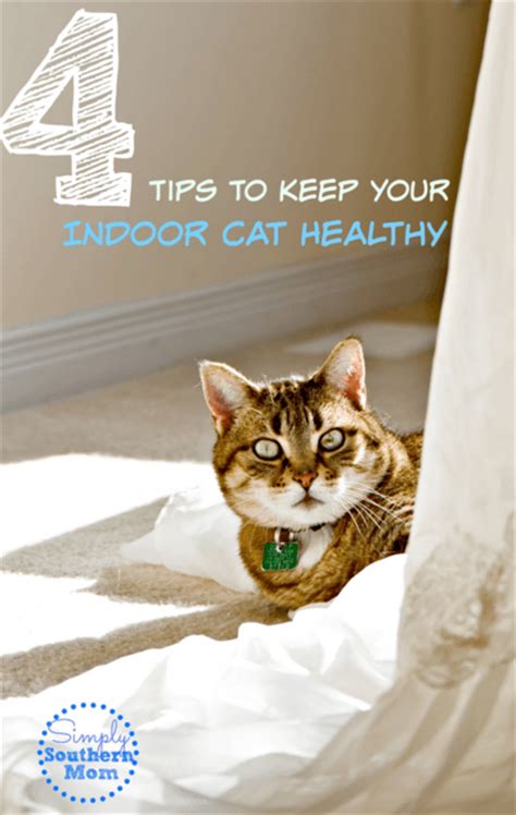 4 Tips To Keep Your Indoor Cat Healthy Simply Southern Mom