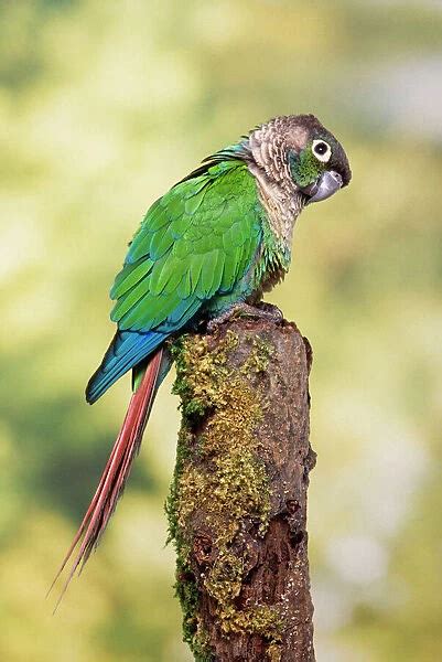 Green Cheeked Conure Our Beautiful Pictures Are Available As Framed