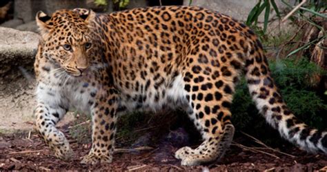 Features Amur Leopard