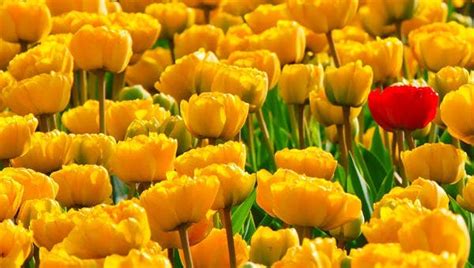Flower Background Images For Photoshop
