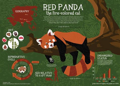 Red Panda Fact Sheet Infographic 2 Panda Habitat Red Panda Red