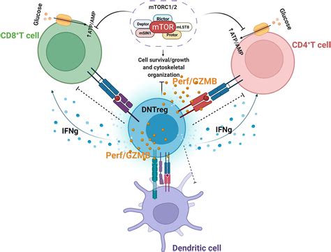 Frontiers Double Negative T Regulatory Cells An Emerging Paradigm