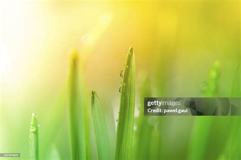 Morning Dew On Blades Of Grass During Sunrise High Res Stock Photo