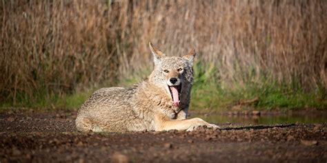 Keeping Coyotes And All Wildlife Wild In The Ggnra Golden Gate