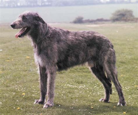 Australia Irish Wolfhound Breeders Grooming Dog Puppies Reviews