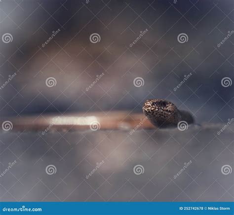 Close Up Of Slow Worm During The Day Stock Photo Image Of Worm Small