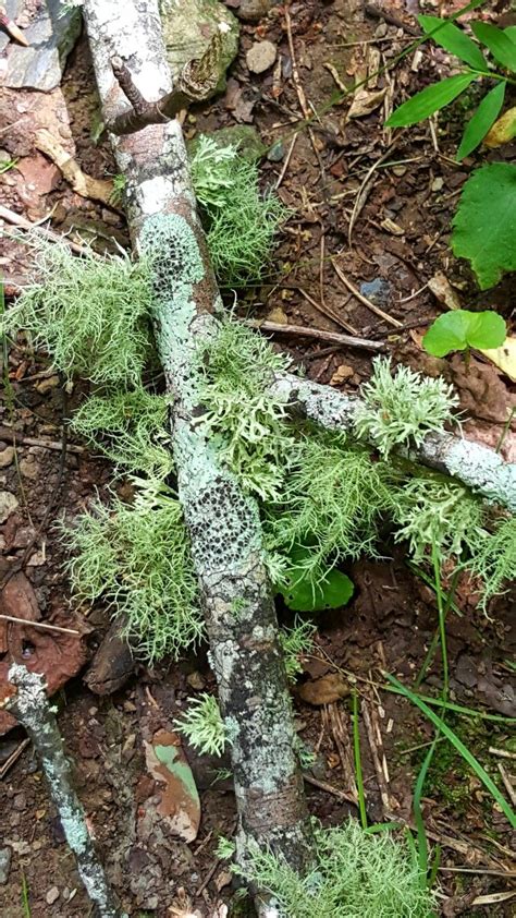 Lichen In The Smokey Mountain National Park 2016 Smokey Mountain