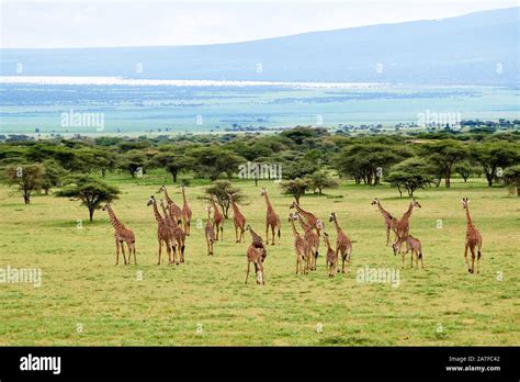 Massai giraffes "Giraffa camelopardalis tippelskirchi" in Serengeti