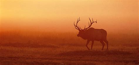 Nebraska Commission Approves Big Game Hunting Recommendations Rocky