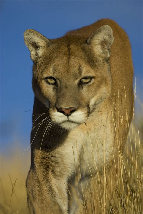 Marie Hartes Blog Interesting Facts About The Cougar January 14