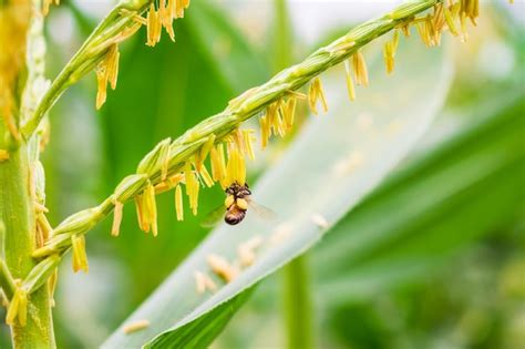 Premium Photo Honey Bee Collecting Pollen On Corn Flower In