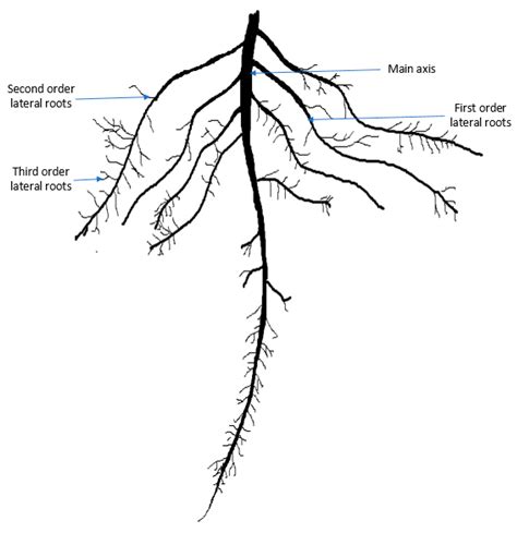Plants Free Full Text Salinity Stress Alters Root Morphology And