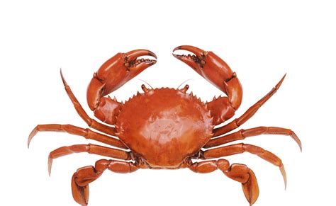 Clipart Crab Realistic Pictures On Cliparts Pub