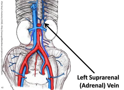Left Suprarenal Adrenal Vein The Anatomy Of The Veins Visual Guide