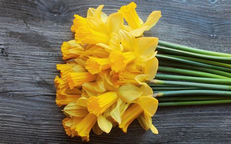 Download Wallpapers Daffodils Yellow Flowers Daffodil Bouquet Yellow