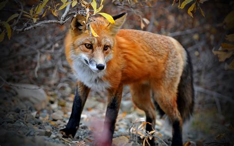 Fox Wallpaper Animal Wallpapersafari