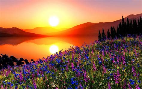 Sunset Mountain Meadow With Flowers Pine Trees Mountains Sky