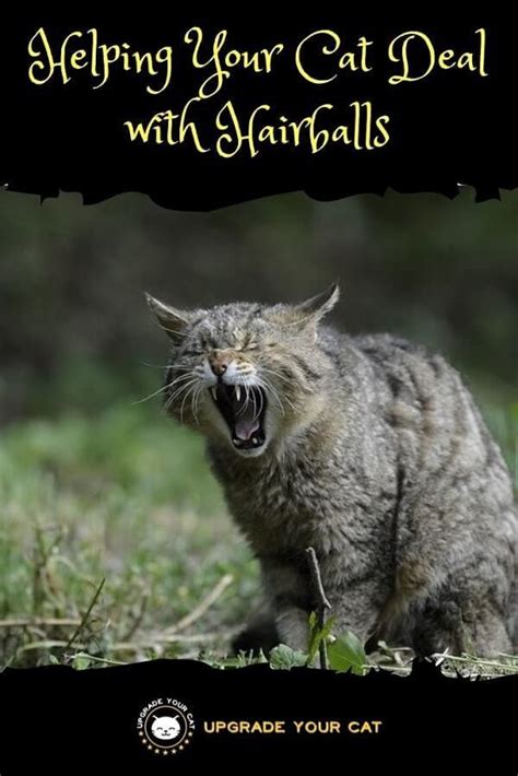 Fortunately, there are some cat hairball remedies that you can rely on to reduce the number of hairballs your cat has, if not eliminate it completely. Helping Your Cat Deal with Hairballs - Upgrade Your Cat
