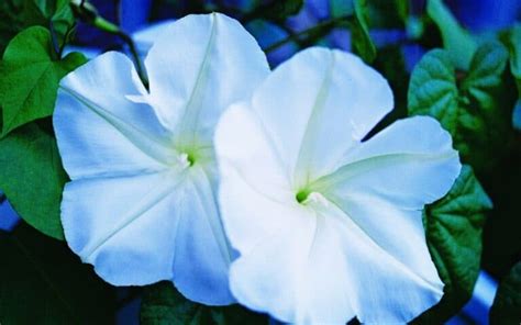 Moonflower Symbolism And Meaning Healing Meaning Symbolism