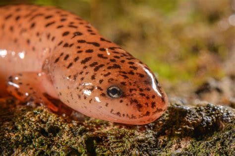 Northern Red Salamander Flickr
