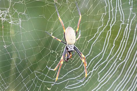 Space Station Spiders Found A Hack To Build Webs Without Gravity