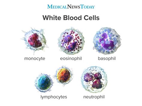 The Four Types Of White Blood Cells A Eosinophil B Lymphocyte Irasutoya