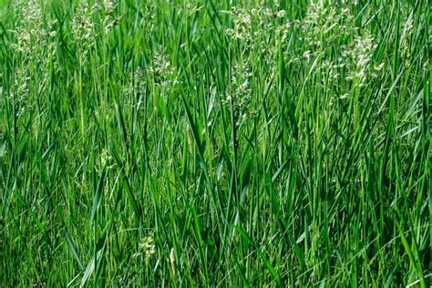 6 Best Grass Seed For Overseeding