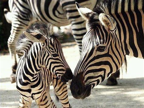 Baby Zebra And Mom Animals Pinterest