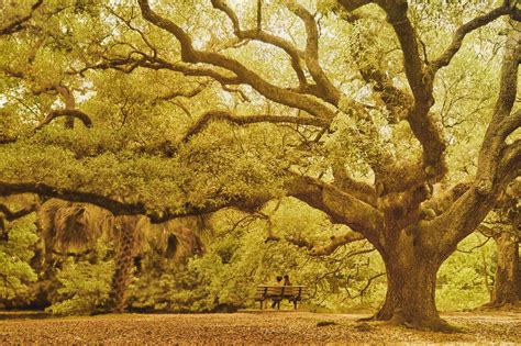 New Orleans Live Oak Tree In A Beautiful Park Setting This Image Is