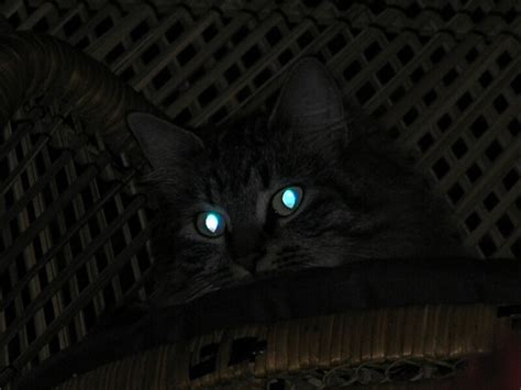 The cats may glow in a lab, but don't throw away your night light. لماذا نري توهج عيون القطط والكلاب في ظلام الليل ؟ - شبكة ...