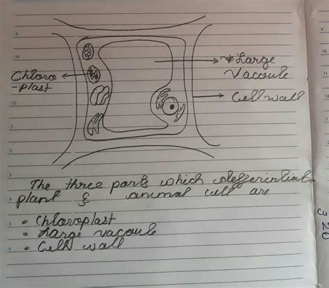 Neat labelled diagram of animal cell and plant cell. draw a neat diagram of Plant cell and label any three part ...