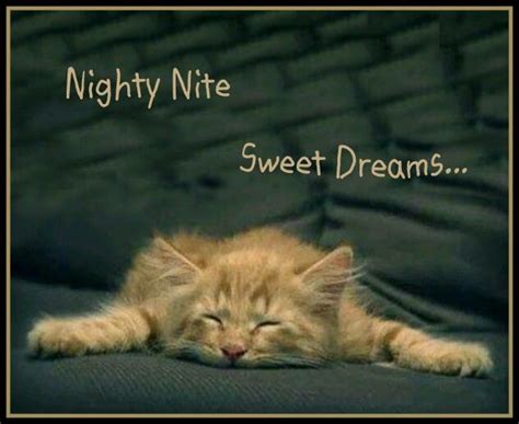 Good Night Lockscreen Cats Nighty Night Gatos Cat Kitty Good