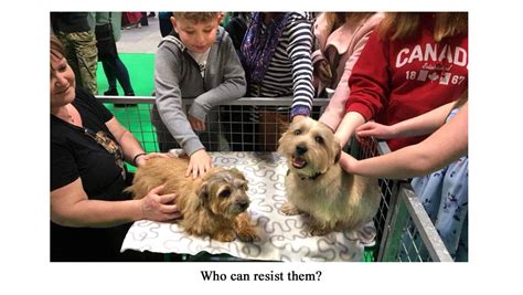 Discover Dogs 2018 The Norfolk Terrier Club Of Great Britain