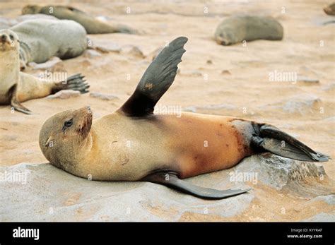South African Fur Seal Cape Cross Namibiaarctocephalus Pusillus