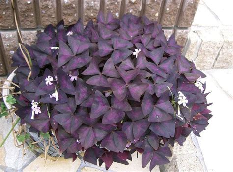 In this submit, i share my prime options for the best purple indoor crops, as effectively as treatment these are all houseplants with purple leaves, or purple and green leaves. Oxalis (Purple Shamrock / Love Plant) Guide | Our House Plants