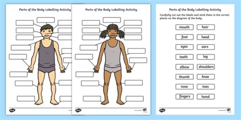 Human Body Parts Labeled