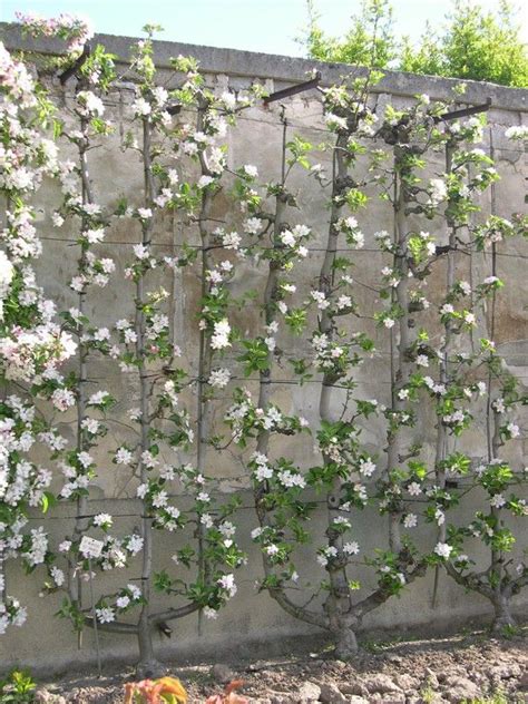 Creating the versailles planters (this page) photo gallery (scroll down) we have had some large, but rather boring, urns and pots in front of the house. Potager du Roi (partenaire du Jardin) - voyage au bout de ...