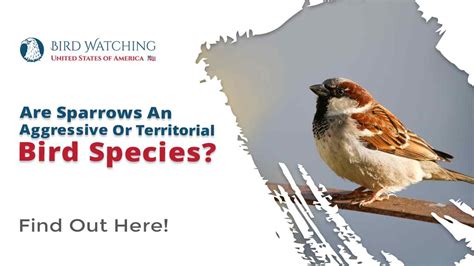 Are Sparrows An Aggressive Or Territorial Bird Species
