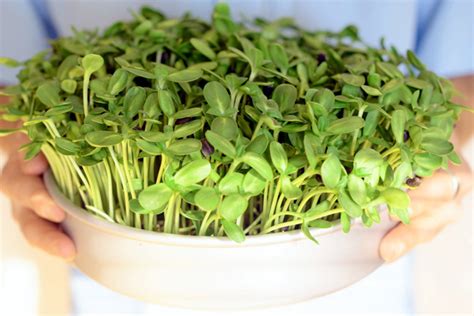 Growing Microgreens On Your Windowsill Whole Lifestyle