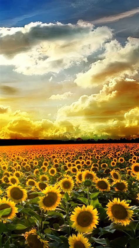 Download and use 100,000+ love wallpaper stock photos for free. Sunflower Pictures iPhone 6 Plus Wallpaper 21589 - Flowers ...